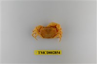 藏品(細足澤蟹)的圖片